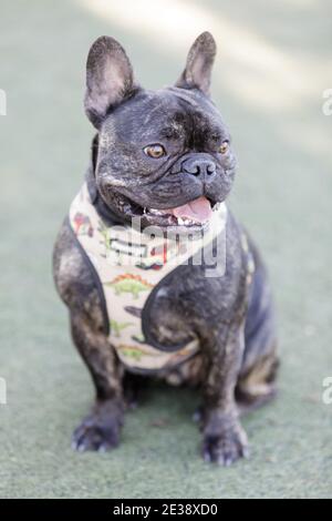 Brindle French Bulldog Male Puppy Sitting with Tongue Out and Looking Away