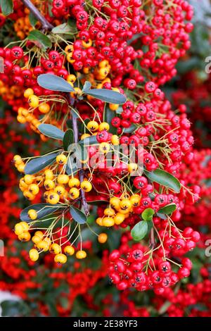 Pyracantha coccinea and 'Orange Glow' Firethorn orange and red berries,  January, England, UK Stock Photo