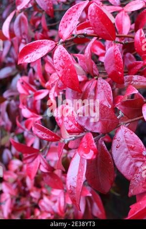 Trachelospermum jasminoides Star Jasmine – glossy red pinnate winter leaves January, England, UK