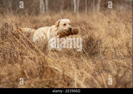 Labradro retriever training. Hunting training. Yellow labrador retriever is retrieving a furry dummy through the heath Stock Photo