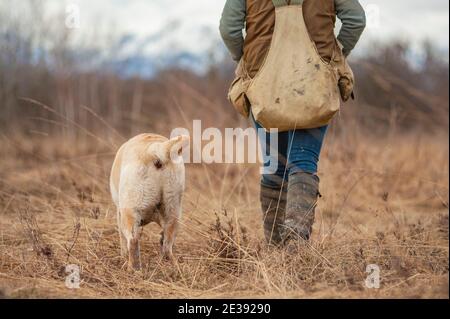 Yellow labrador retriever is walking near its femal owner. Trained dog wlaking at heel Stock Photo