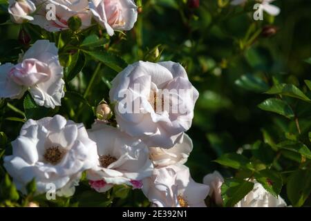 Aspirin Floribunda Rose blooming in summer garden Stock Photo