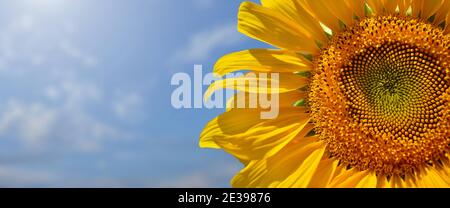 Yellow sunflower close-up on a blue sky background. Stock Photo