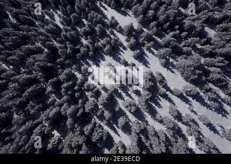 Ariel view looking down on a snow covered pine forest in the French Alps Stock Photo