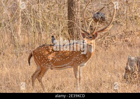 Myna on the back of a Spotted Deer in Nagarhole National Park in India Stock Photo