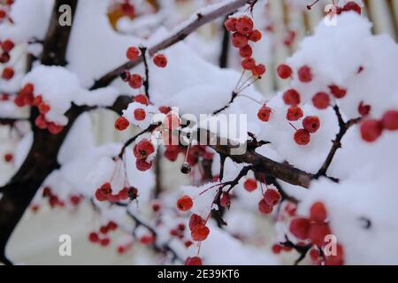 Small, bright red crab apples (Malus) on a very snowy branch on a tree in Ottawa, Ontario, Canada. Stock Photo