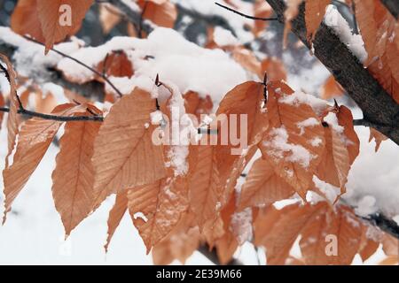 Brown dried winter leaves still clinging to branches despite being covered in snow in Ottawa, Ontario, Canada. Stock Photo