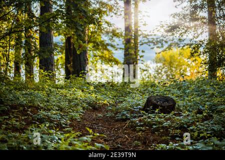 Tree stump in the forest. A clean environment in Eastern Europe Stock Photo