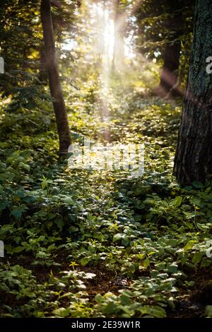 Tree stump in the forest. A clean environment in Eastern Europe Stock Photo