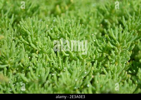 Sedum or stonecrop. Garden ornamental groundcover plant with drops dew close-up, selective focus. Stock Photo