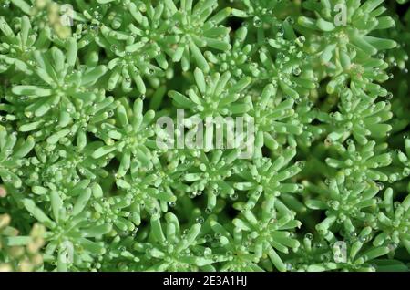 Succulent plant sedum or stonecrop as a nature green background close-up, top view. Stock Photo