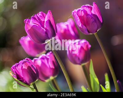 A selective focus shot of Didier's tulip or garden tulip flowers in the garden on a sunny day Stock Photo