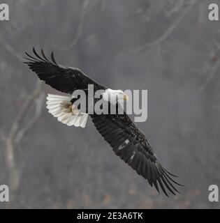 Bald Eagles Soaring Through Snow Stock Photo