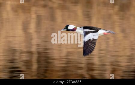 Bufflehead (Bucephala albeola) drake flying over a lake with reflections of fall foliage, Galveston, Texas, USA. Stock Photo