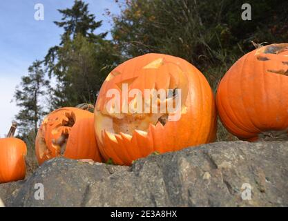 Rotting Jack-O-Lanterns with Scary carvings and forest in background.  Picture taken outdoors from below at an angle. Stock Photo