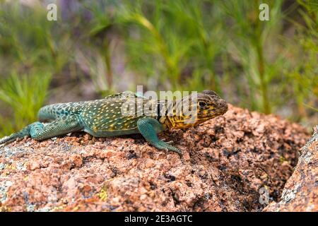 A collard lizard sunning itself on a rock Stock Photo