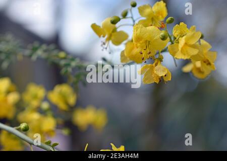 Blue Palo Verde Flowers from the Sonoran Desert Stock Photo