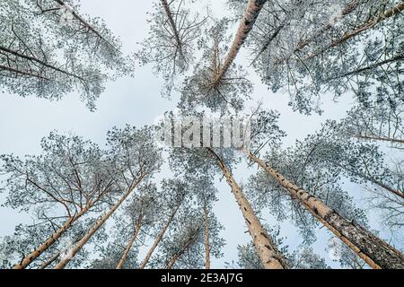 Beautiful atmospheric winter landscape. Snow covered trees in the forest. View of a bottom-up. Winter nature background. Stock Photo