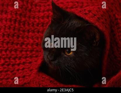 Black kitten under a red knitted blanket Stock Photo