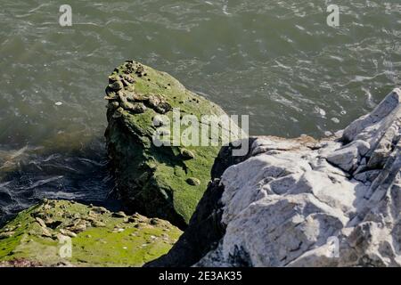 Beach rocks with green algae during low tide. Stock Photo