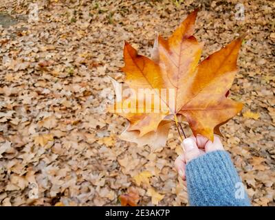 Woman holding autumn maple leaf with a bunch of fallen leaves on the background Stock Photo