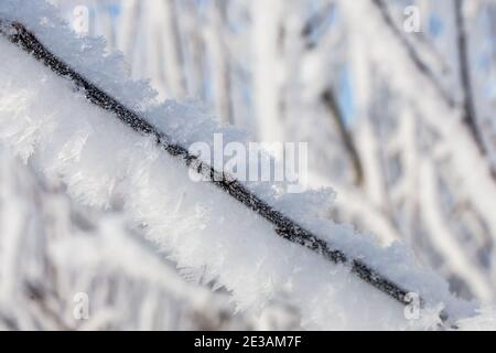 Snowy tree branches close-up, winter background Stock Photo