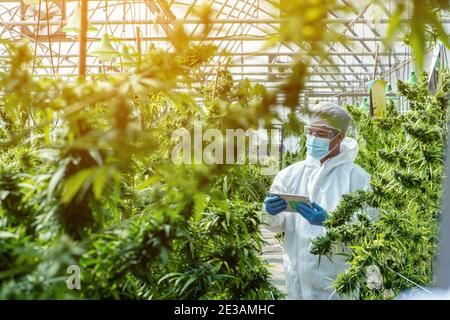 Portrait of scientist with mask , glasses and gloves. Checking analysing and results with Tablet to patient medical marijuana cannabis flowers in a gr Stock Photo