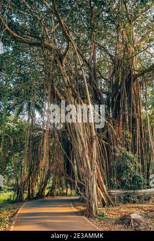 Road through natural arch in the huge banyan tree in Goa, India Stock Photo