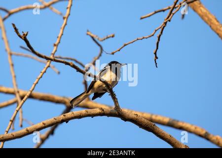Close up Oriental Magpie Robin Perched on Branch Isolated on Blue Sky Stock Photo