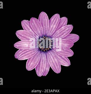 Purple African Daisy flower isolated on a black background Stock Vector