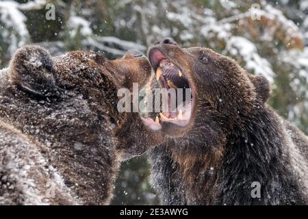 Grizzly Bear Roaring Stock Photo - Alamy