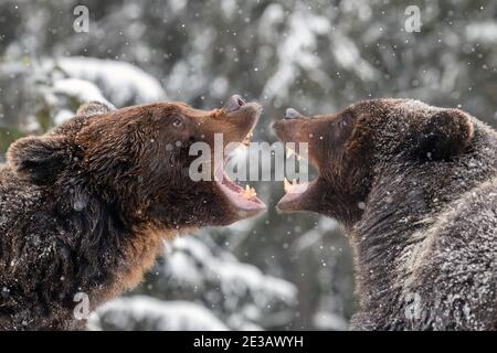 Grizzly Bear Roaring Stock Photo - Alamy