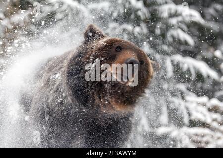 Wild adult Brown Bear (Ursus Arctos) splashing snow in the winter forest. Dangerous animal in nature. Wildlife scene Stock Photo