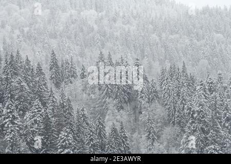Winter fir and pine forest covered with snow after strong snowfall. Beautiful landscape Stock Photo