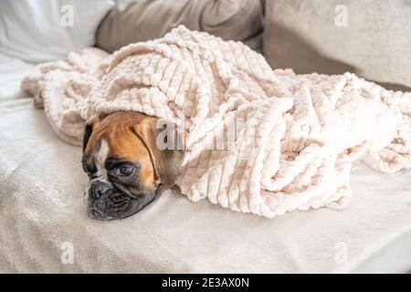 cute face 9 months old purebred golden puppy german boxer dog closeup sleeping under blanket warming up cuddling. Stock Photo