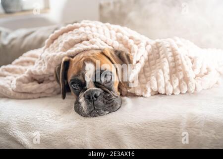 cute face 9 months old purebred golden puppy german boxer dog closeup sleeping under blanket warming up cuddling. Stock Photo