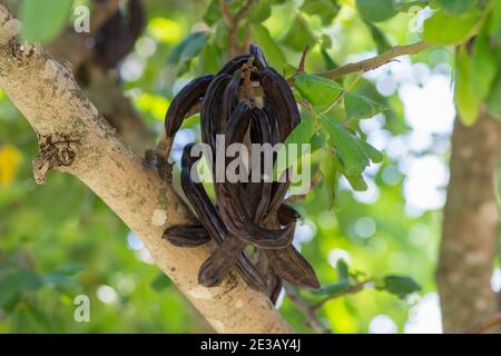 Carob tree (Ceratonia siliqua) fruits, hanging from a branch. Stock Photo