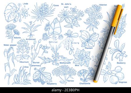 Plants and berries doodle set. Collection of hand drawn barberry, raspberry, arrowroot, chamomile, dog rose, aloe, adonis, cone, linde and other plants with names isolated on transparent background Stock Vector