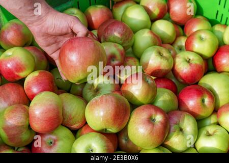 Hand Holding a Red Apple. Apple Harvest and Infield Sorting of Apples. Apple Picking in Orchard. Stock Photo