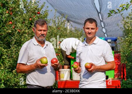 Young Farmer and His Father Picking Apples in Sunny Orchard. Organic Farming and Healthy Food Production. Fruit Farm Business. Stock Photo