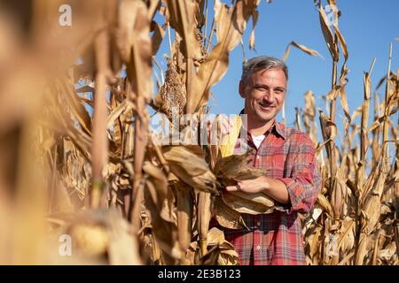Mature Man Holding Ripe Corncob and Looking at camera. Happy Farmer Standing in a Field of Ripe Corn. Stock Photo