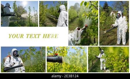 Collage of Photographs Showing Man in Coveralls With Gas Mask Spraying Orchard in Springtime. Farmer Sprays Trees With Toxic Pesticides or Insecticide. Stock Photo