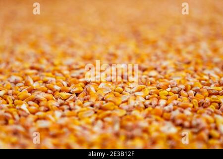 Close Up View of Corn Grains After Harvest. Harvested Grain Corn. Maize Grain Background. Stock Photo