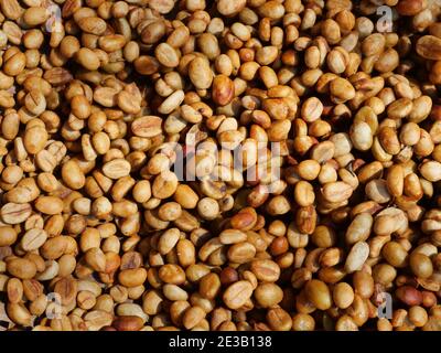 Fresh unroasted coffee bean, Group of Robusta coffee beans dry in the sun Stock Photo