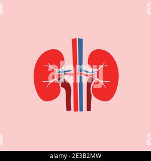 isolated human kidneys with vein and arteries blood flat style illustration Stock Vector