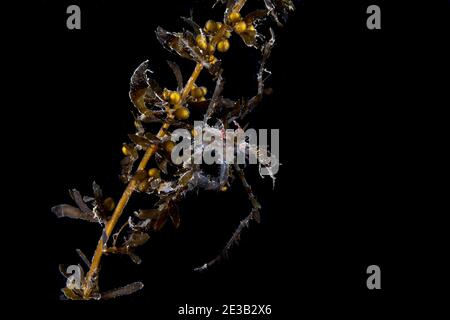 Long legged spider crab Macropodia Stock Photo