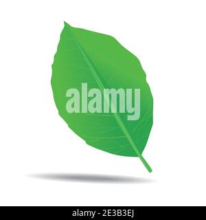 isolated single green detailed leaf with shadow vector illustration Stock Vector