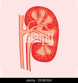 detailed cut out kidney flat style vector illustration Stock Vector
