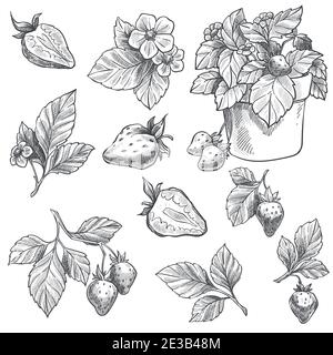 Strawberry plant growing in cup, leaves and fruit Stock Vector