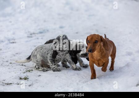 Cute small pure breed dog English Cocker Spaniel and dachshund, puppy in snowy winter garden. Breeding station, descendants of European champions. Stock Photo
